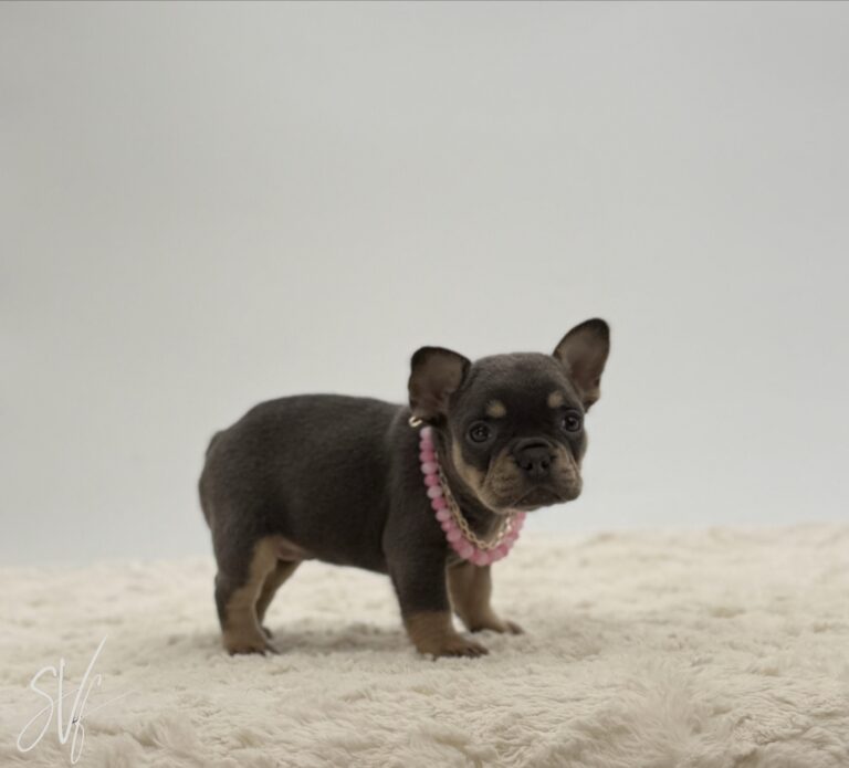 Olivia - Image 3