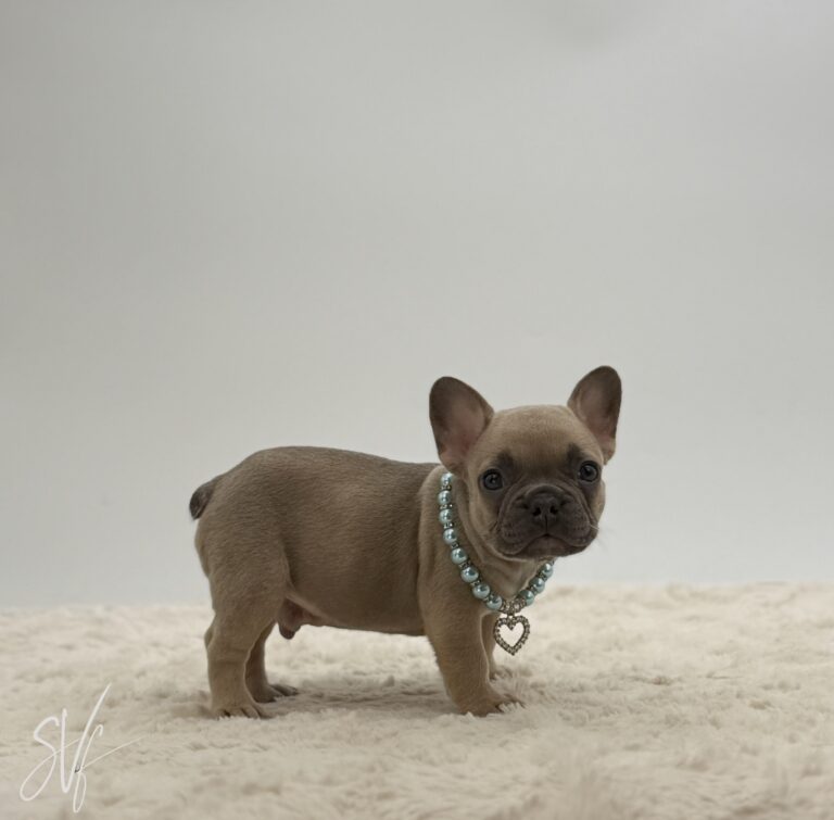 Olivier - Image 2