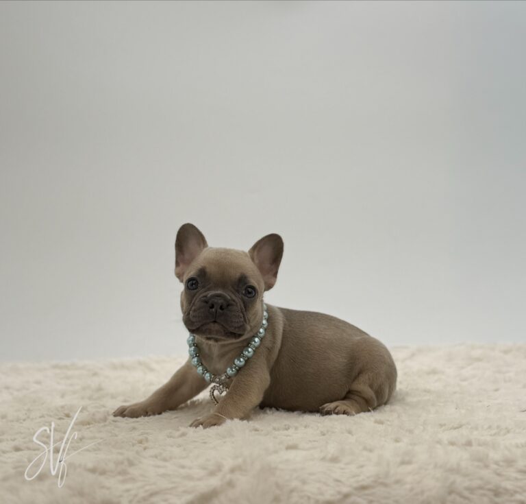 Olivier - Image 3