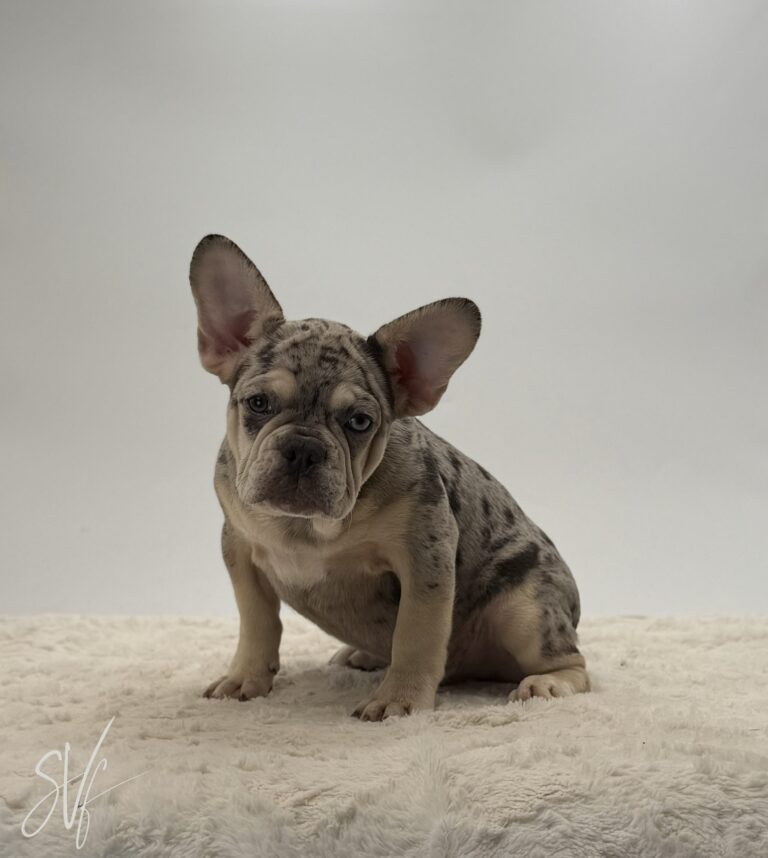 Zander - Image 2