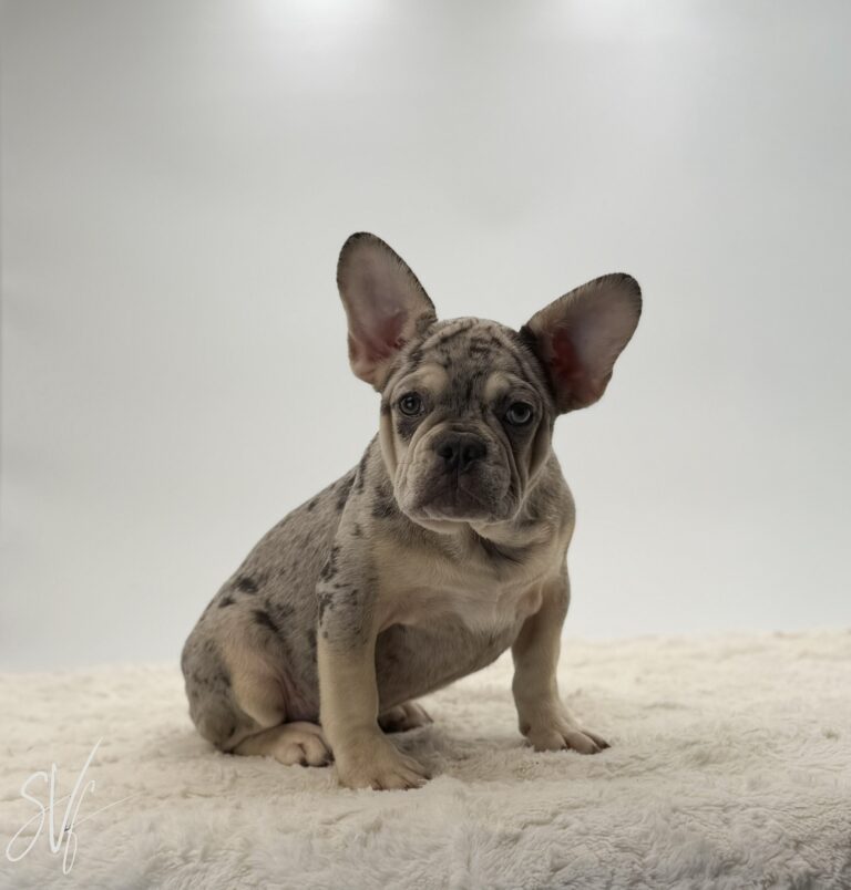 Zander - Image 3
