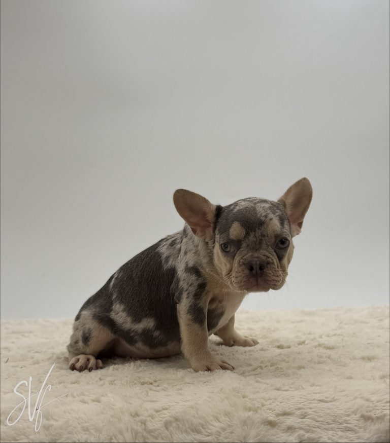Tobias - Image 3