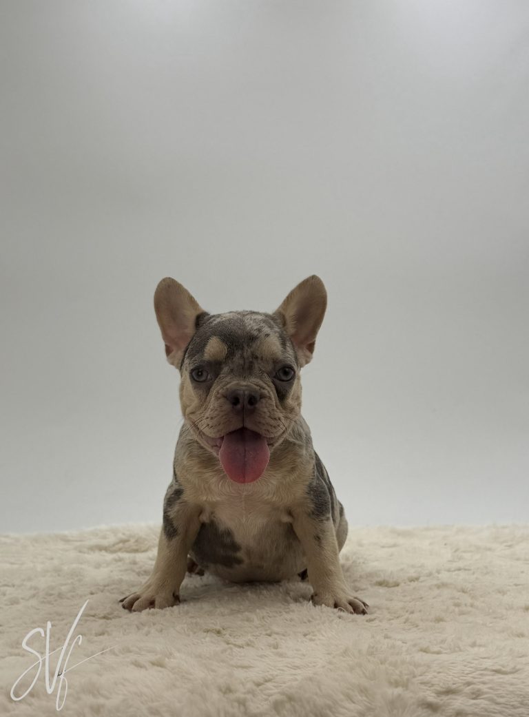 Tobias - Image 6