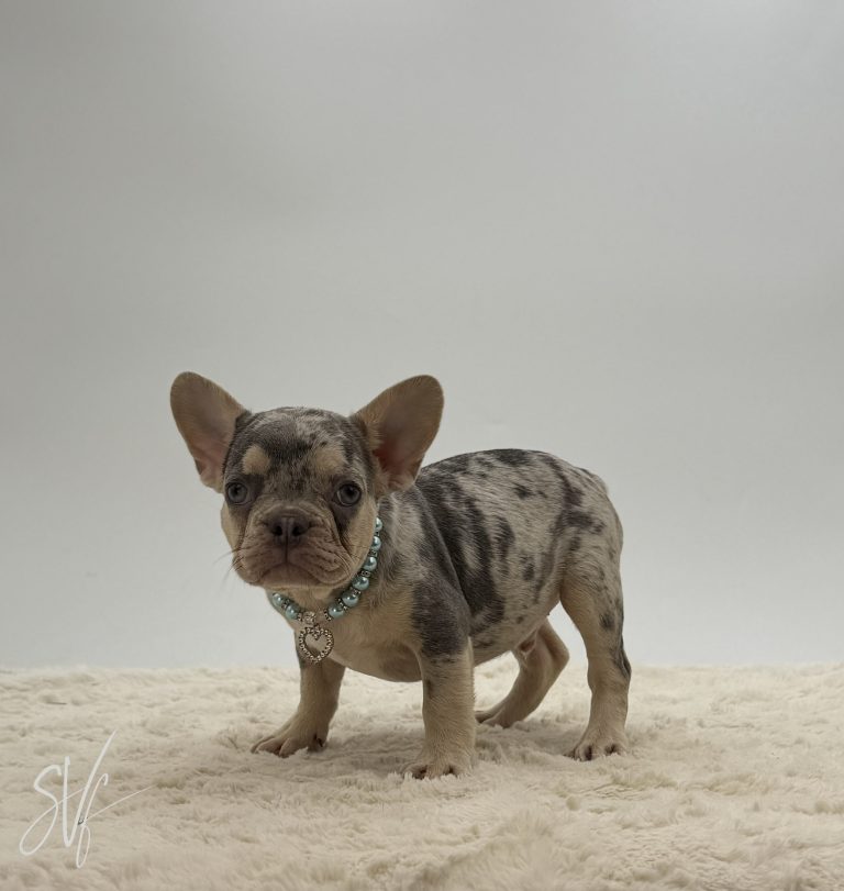 Tobias - Image 5