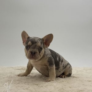 Tobias