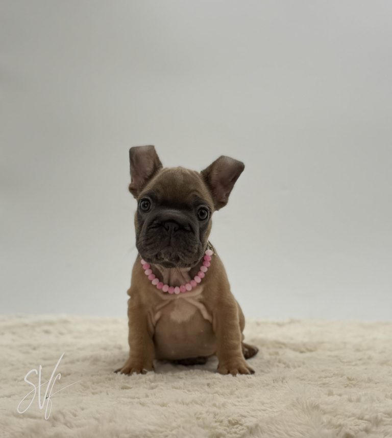 Sophia - Image 4