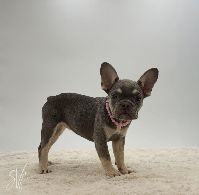 Darlene - Image 5