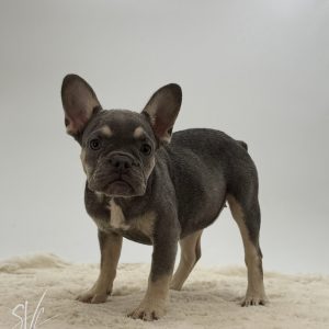 Darlene