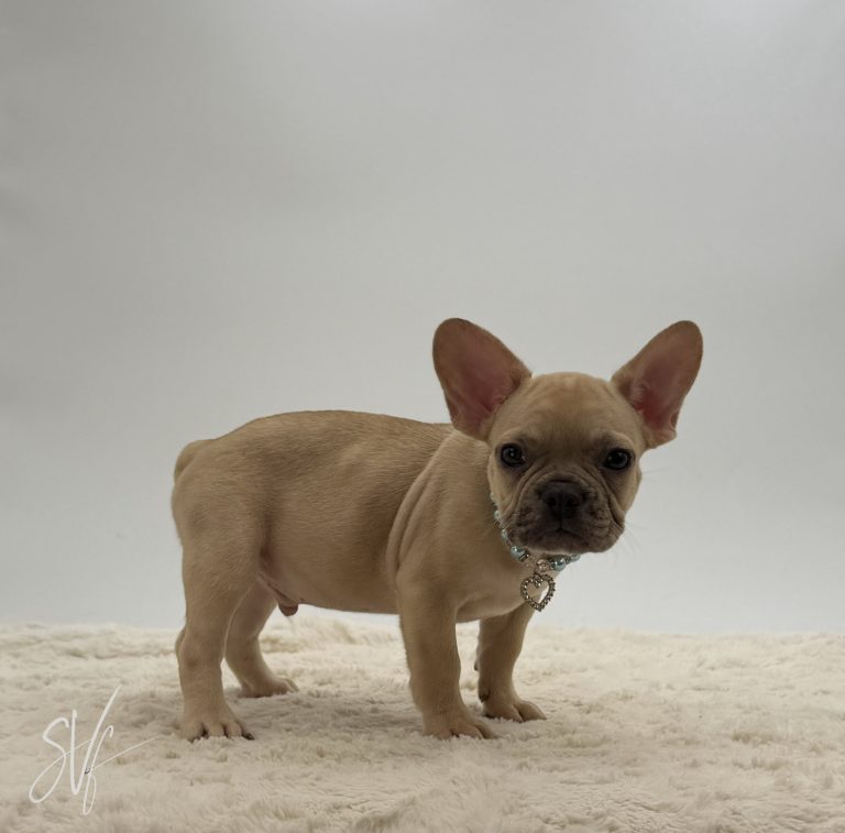 Odin - Image 6