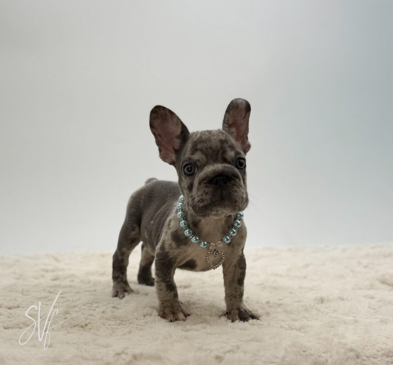 Sam - Image 6