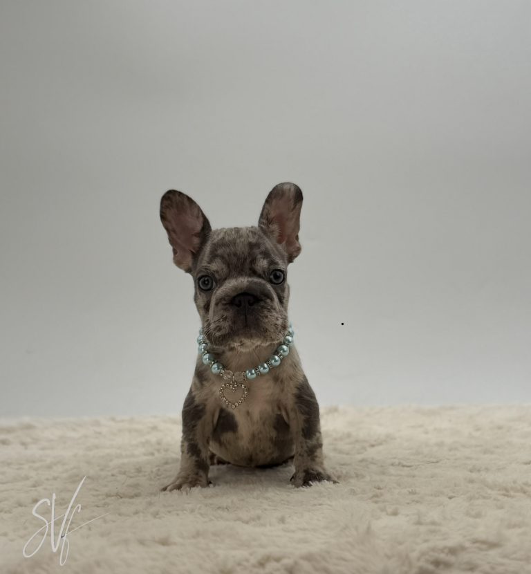 Sam - Image 4