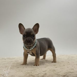 Dawson The French Bulldog
