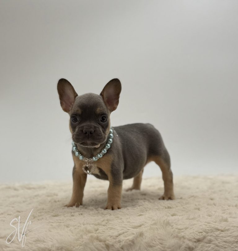 Dawson The French Bulldog - Image 3