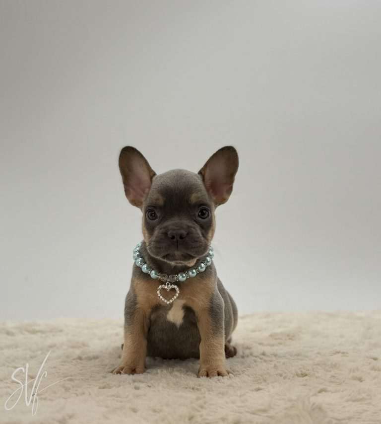 Dawson The French Bulldog - Image 2