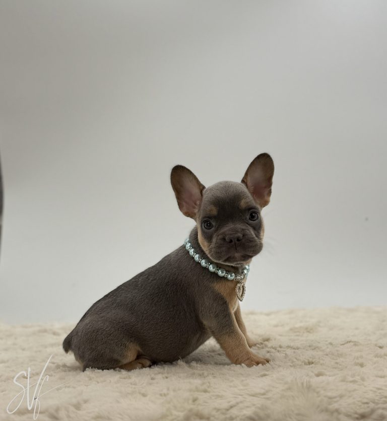 Dawson The French Bulldog - Image 3