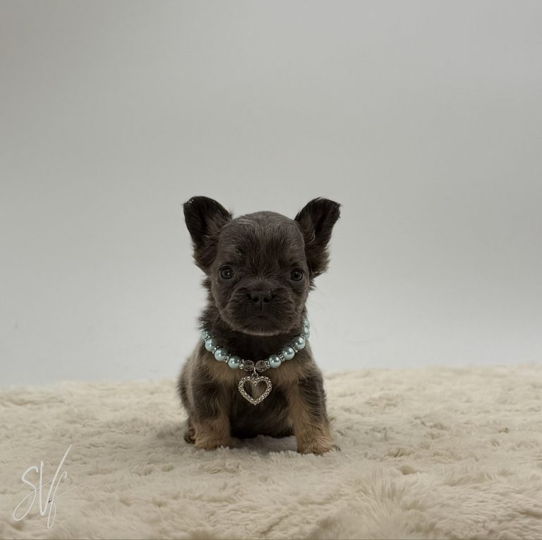 Domino The French Bulldog - Image 2