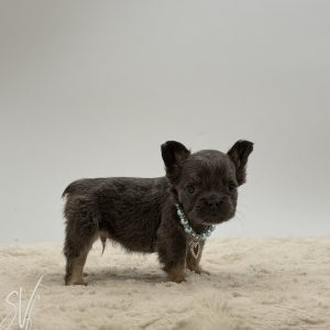 Domino The French Bulldog