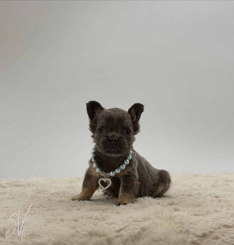 Domino The French Bulldog - Image 3