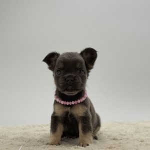Daphne The French Bulldog