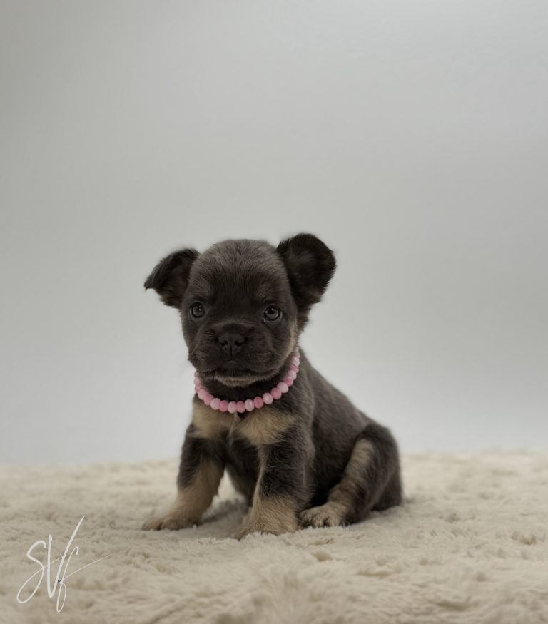 Daphne The French Bulldog - Image 2