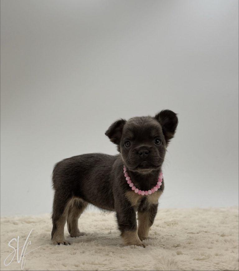 Daphne The French Bulldog - Image 3