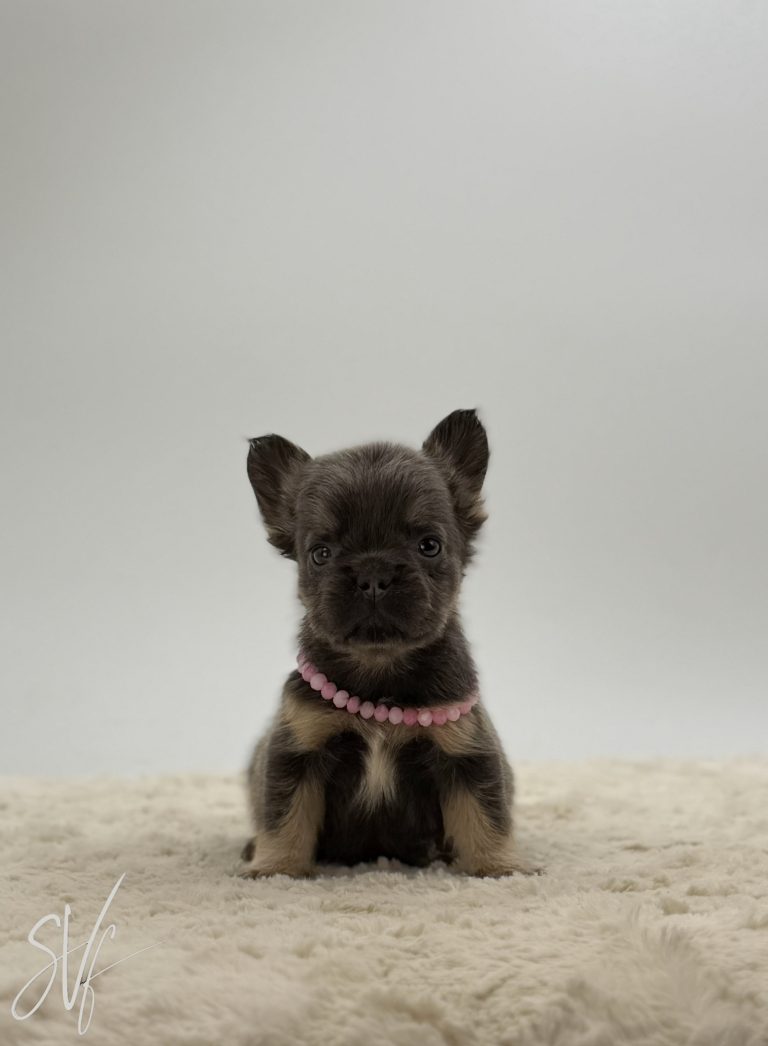 Dolly The French Bulldog - Image 2