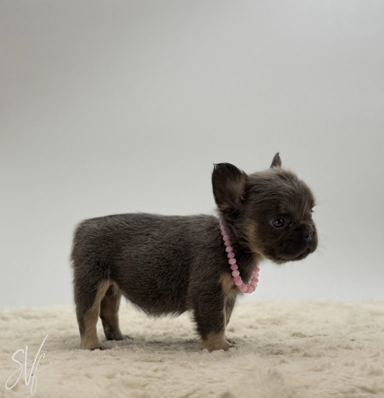 Dolly The French Bulldog - Image 3