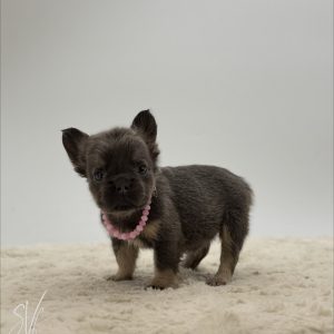 Dolly The French Bulldog