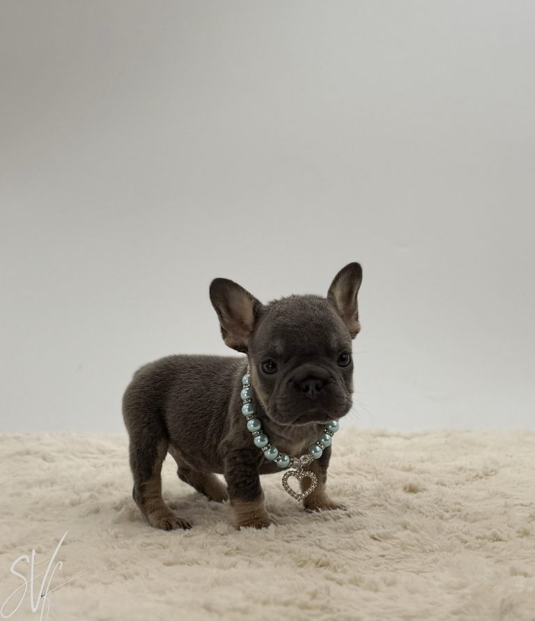 Archer The French bulldog - Image 3