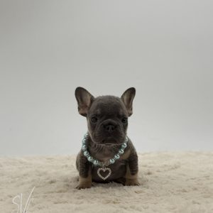 Archer The French bulldog