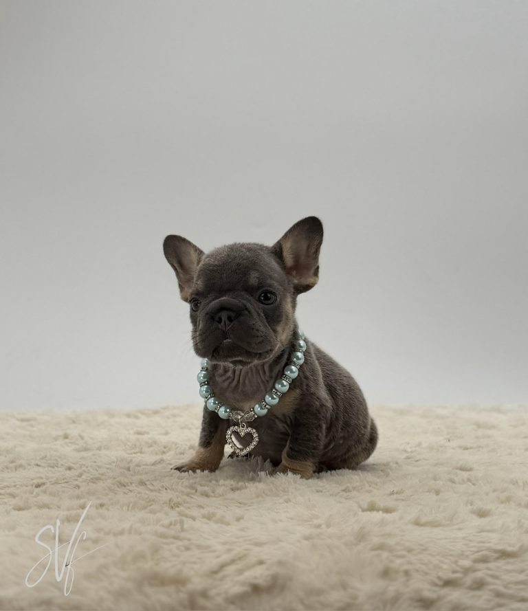 Archer The French bulldog - Image 2