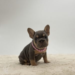 Addie The French bulldog