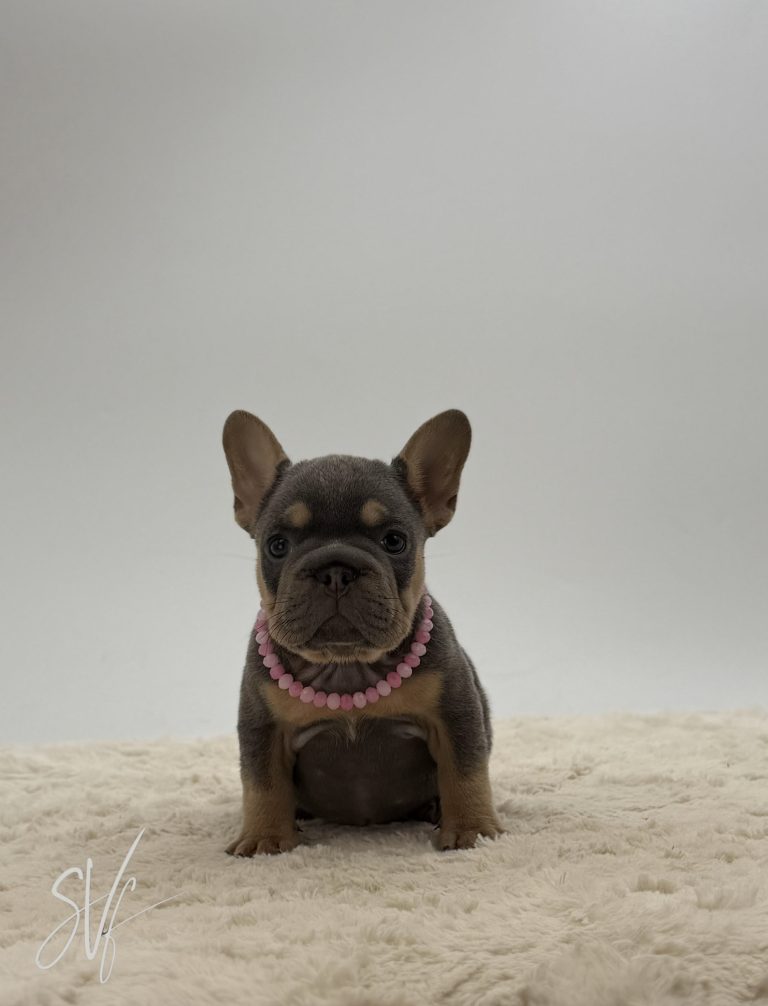 Addie The French bulldog - Image 3