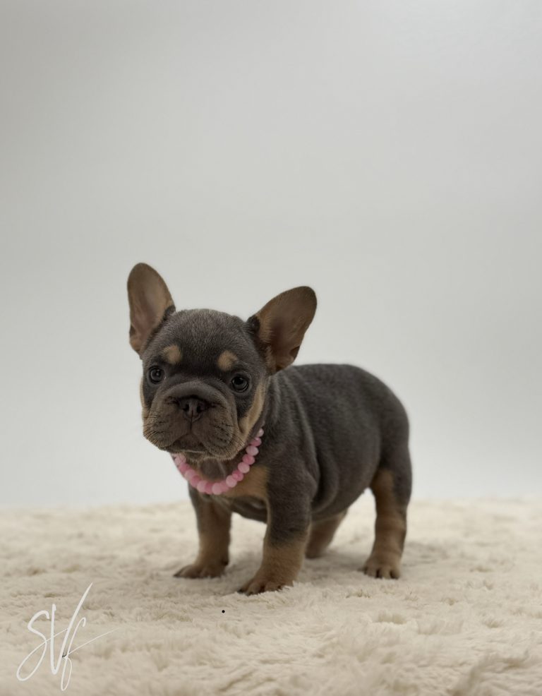 Addie The French bulldog - Image 2
