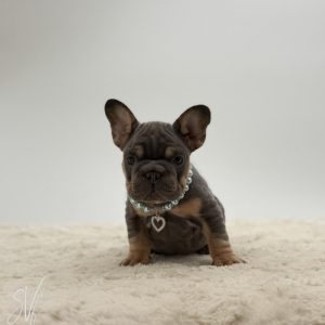 Arthur The French bulldog