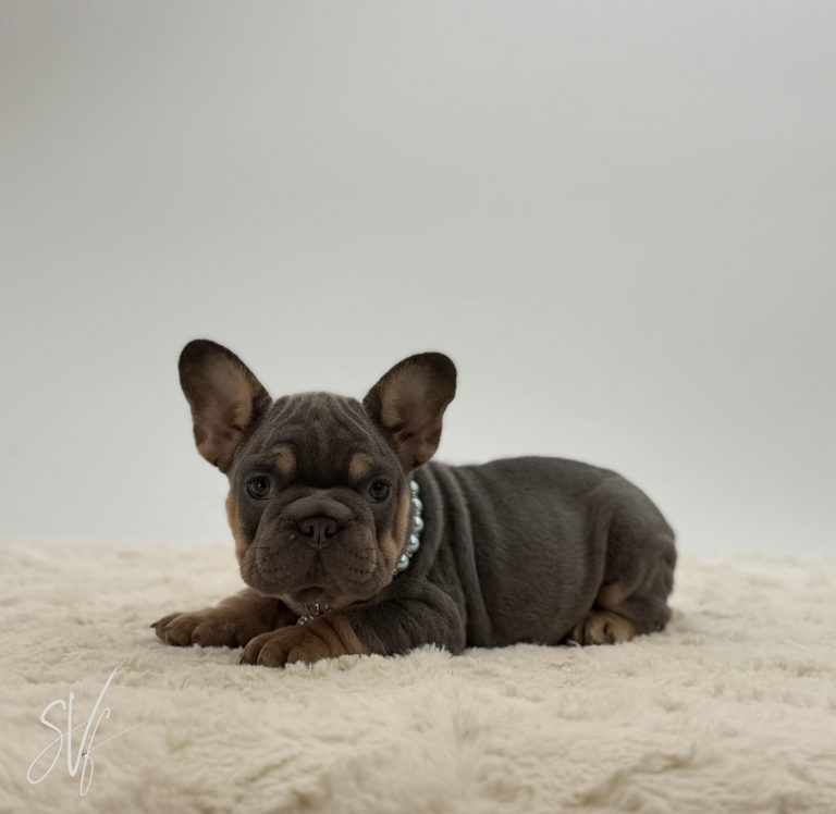 Arthur The French bulldog - Image 2