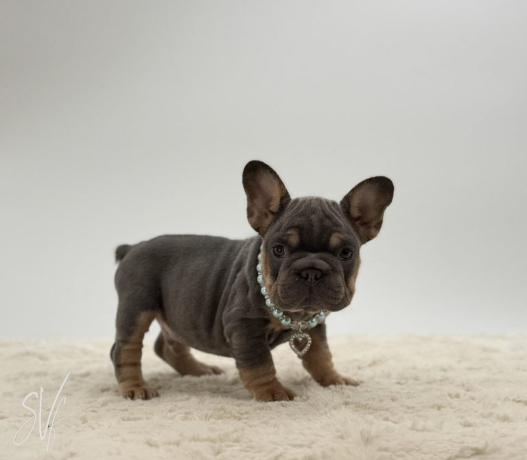 Arthur The French bulldog - Image 3