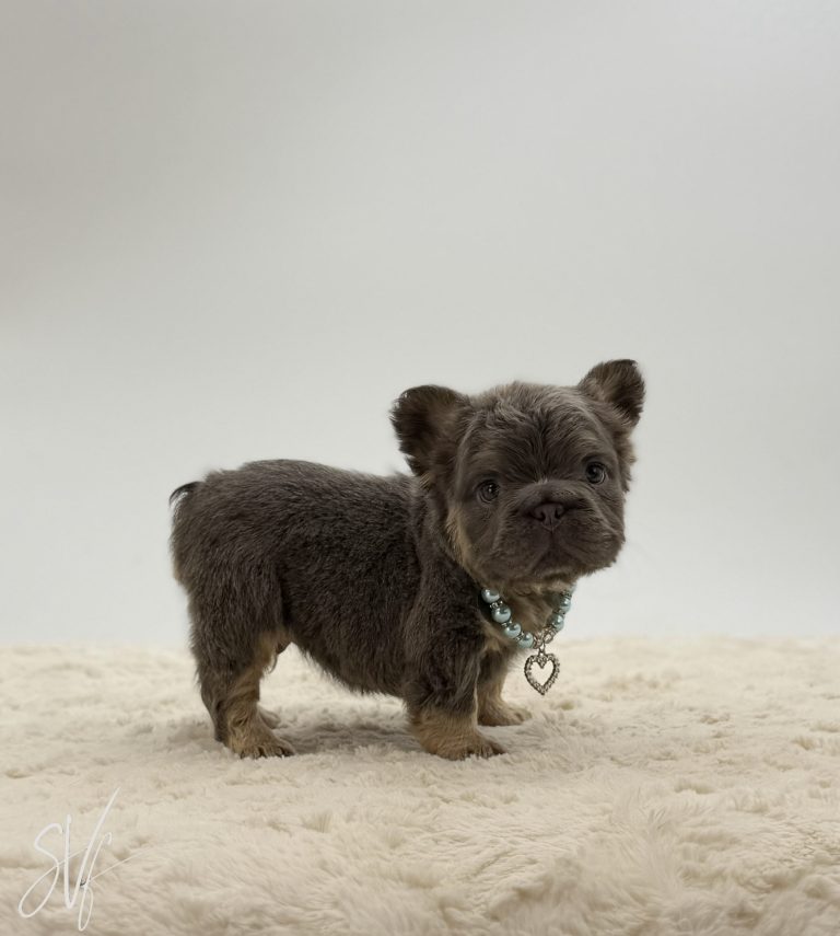 Apollo The French bulldog - Image 5