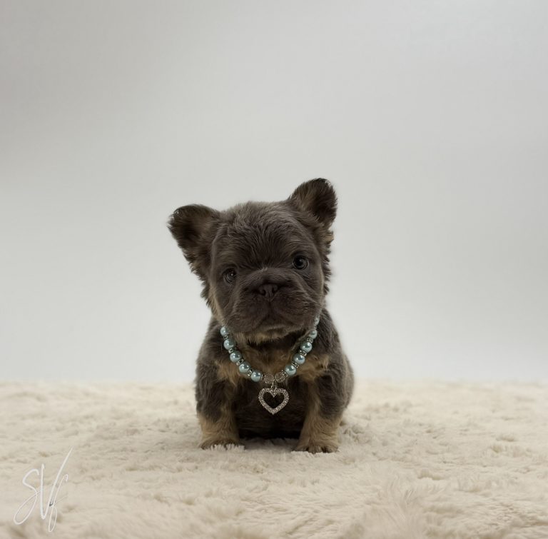 Apollo The French bulldog - Image 7