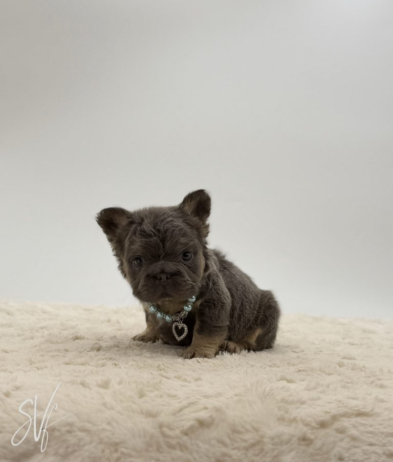 Apollo The French bulldog - Image 6