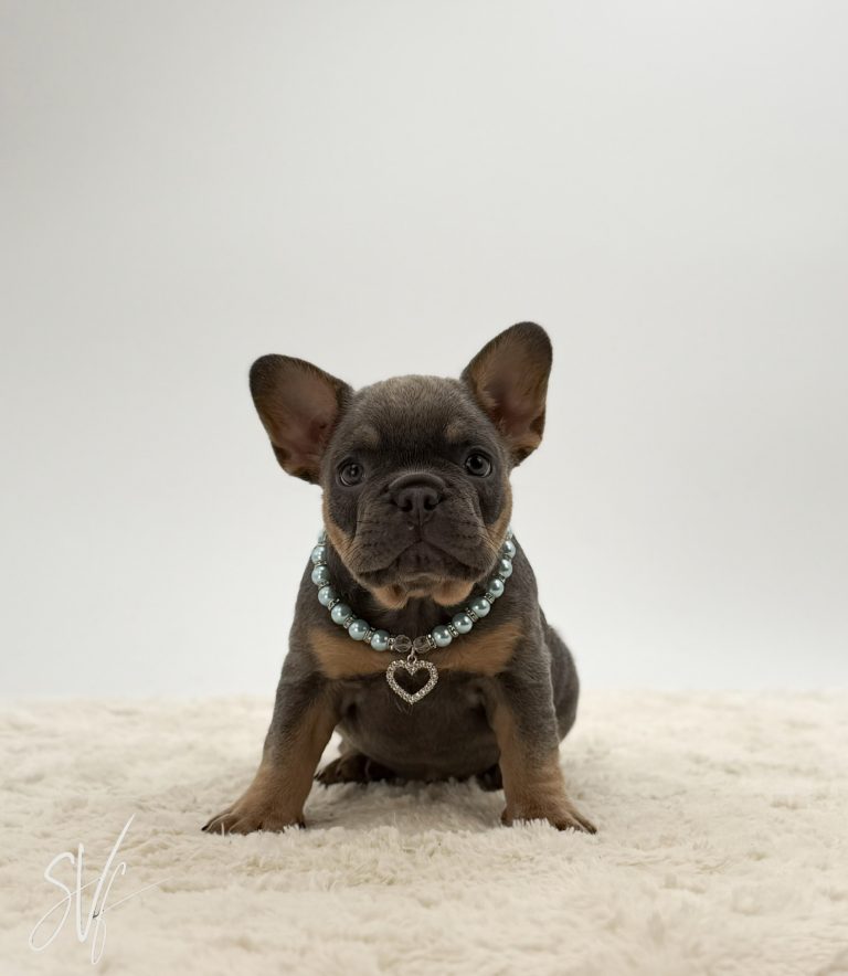 Anthony the French bulldog - Image 6