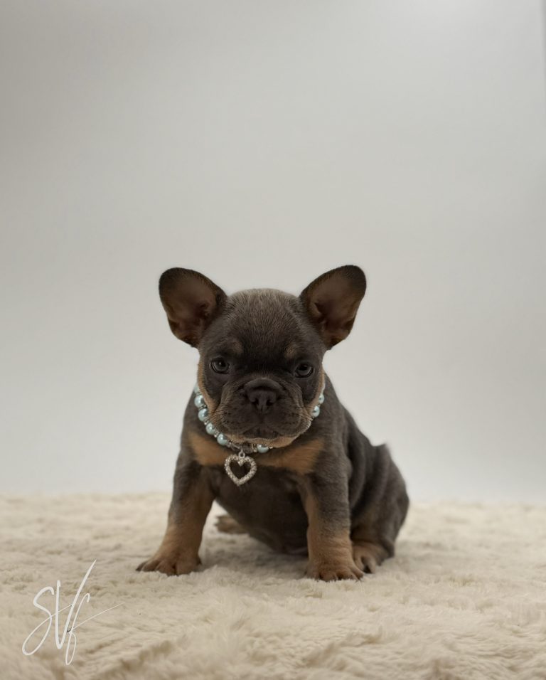 Anthony the French bulldog - Image 5
