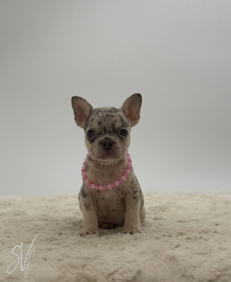 Coco - Image 6