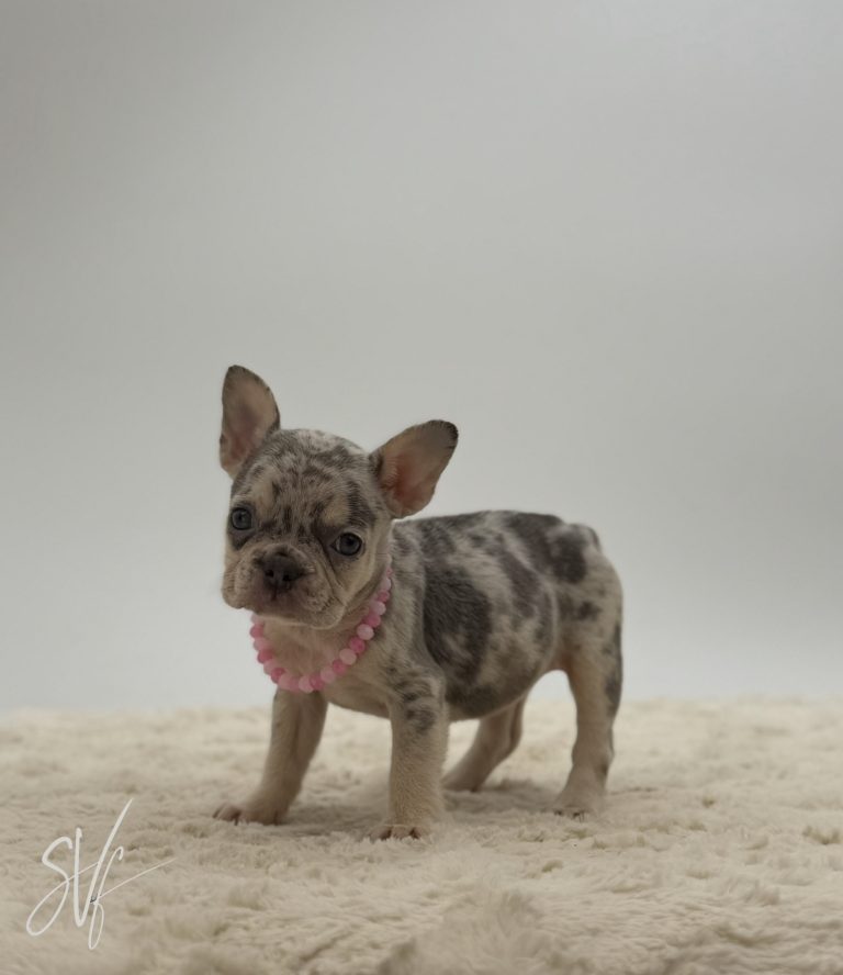 Coco - Image 4