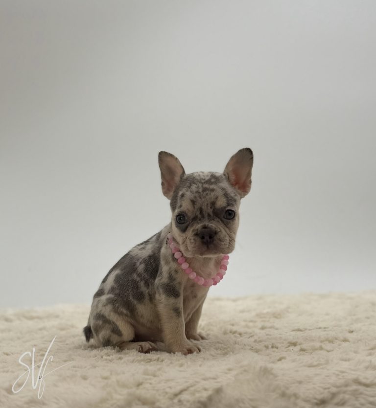 Coco - Image 5