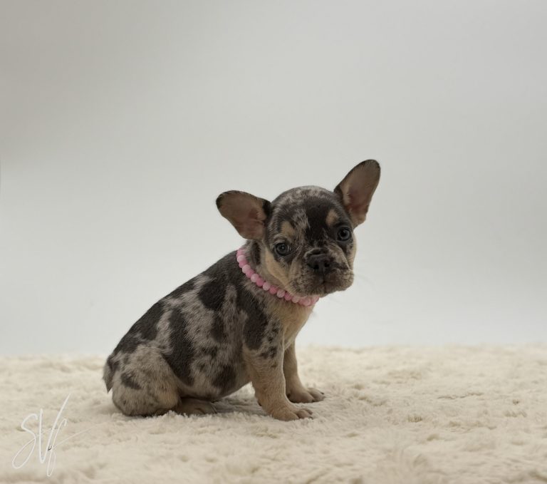 Bonnie The French Bulldog - Image 7