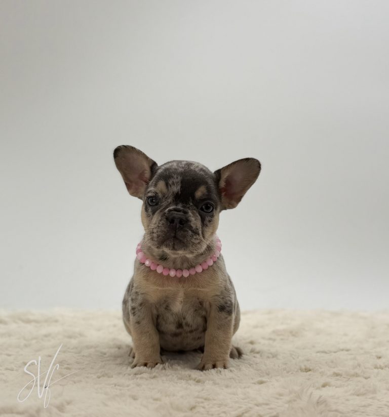 Bonnie The French Bulldog - Image 6