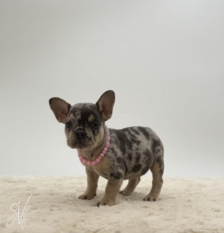 Bonnie The French Bulldog - Image 5