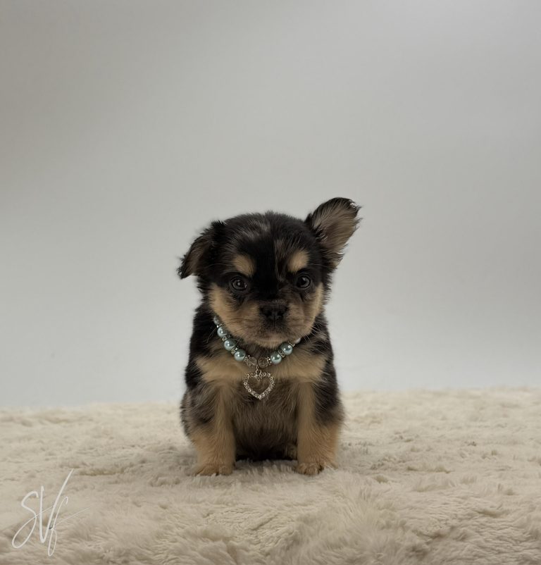 Bandit The French Bulldog - Image 7