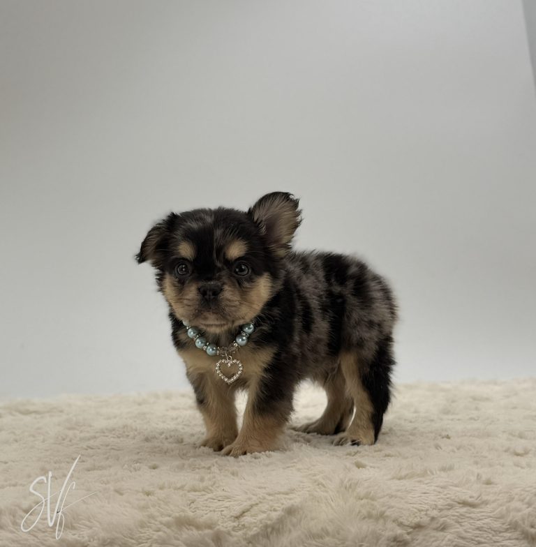 Bandit The French Bulldog - Image 9